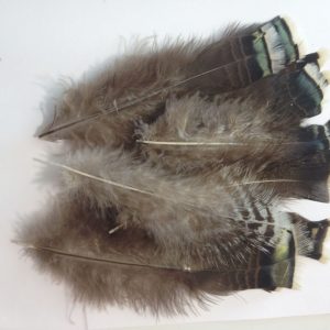 Pluma suelta 25 piezas Ref: 264.50040