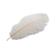 Pluma Avestruz 55-60 cm 12 unidades - Varios colores - Thumbnail Image 2