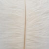 Pluma Avestruz 55-60 cm 12 unidades - Varios colores - Thumbnail Image 3