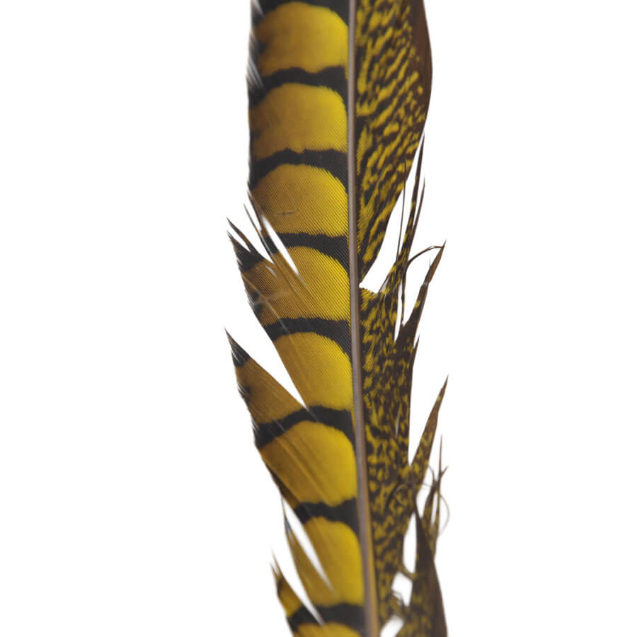Pluma Faisán 10 unidades 60cm -varios colores - Imagen 7