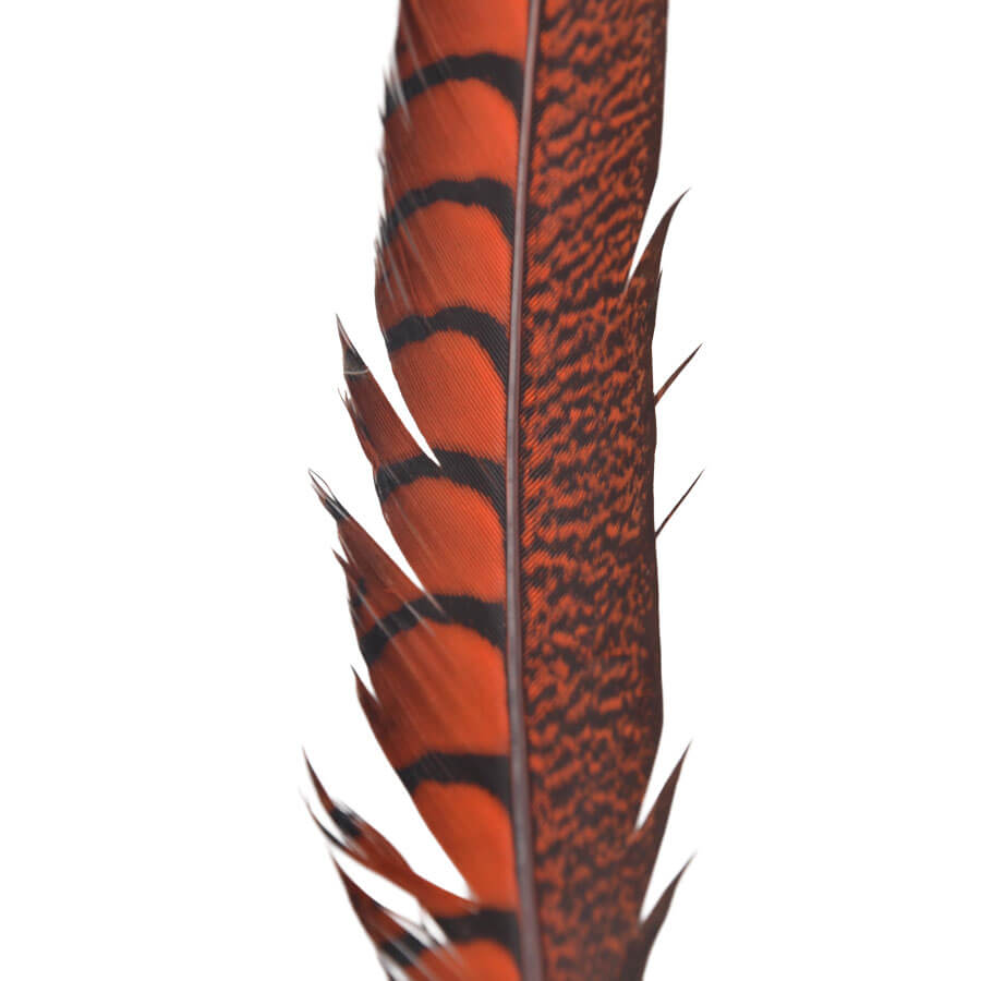 Pluma Faisán 10 unidades 60cm -varios colores - Imagen 12